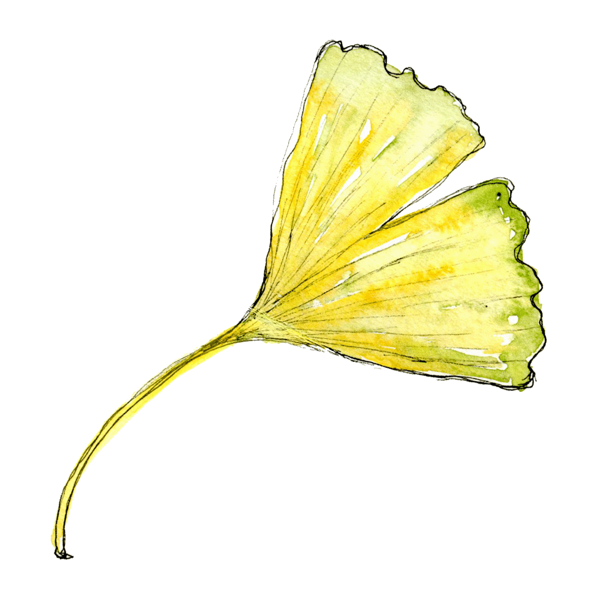 Ginkoblatt_3