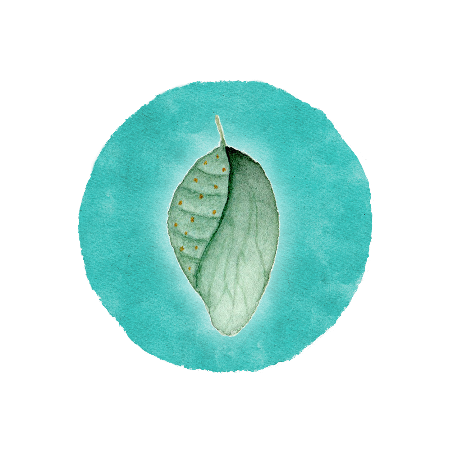 Metamorphose_Kokon