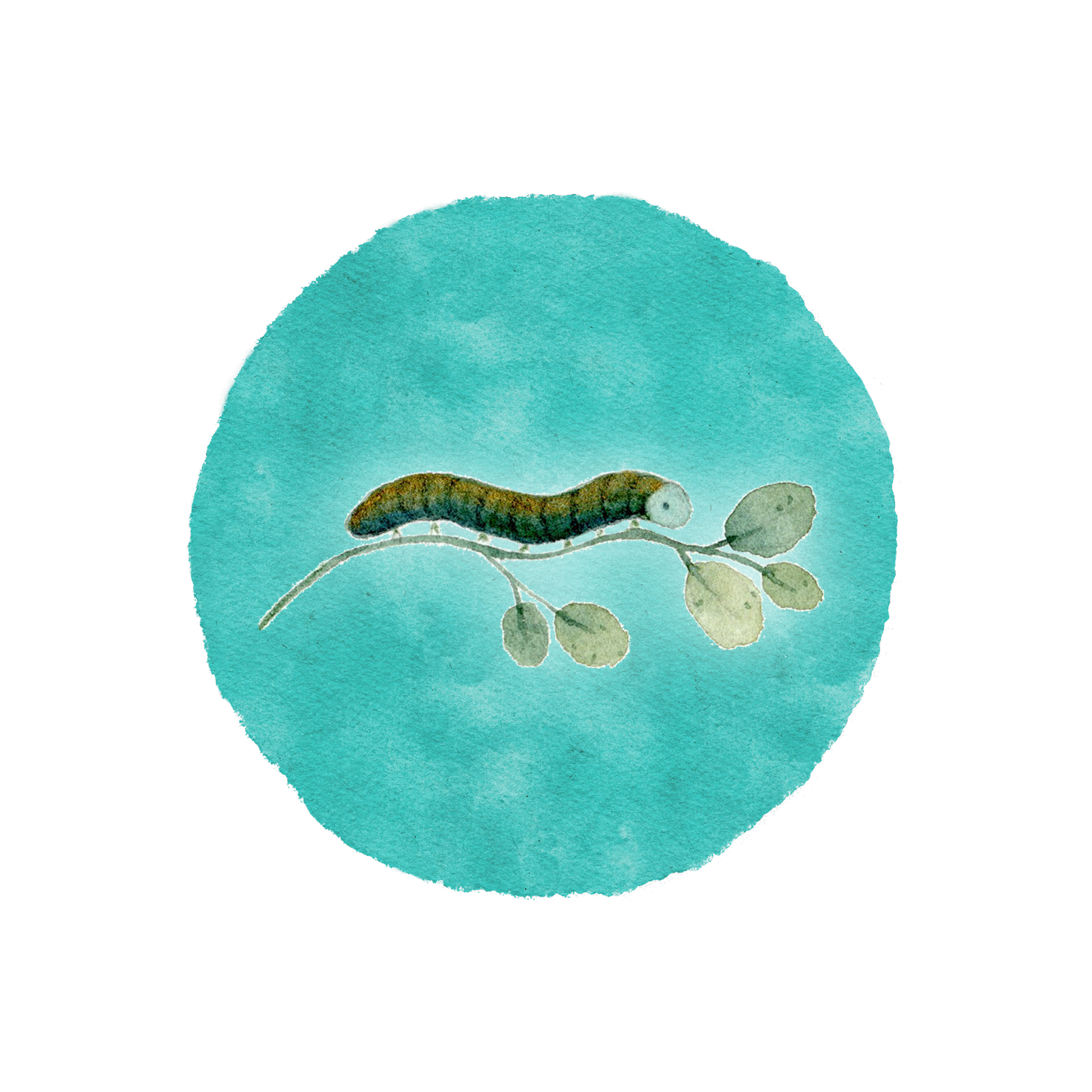 Metamorphose_Raupe