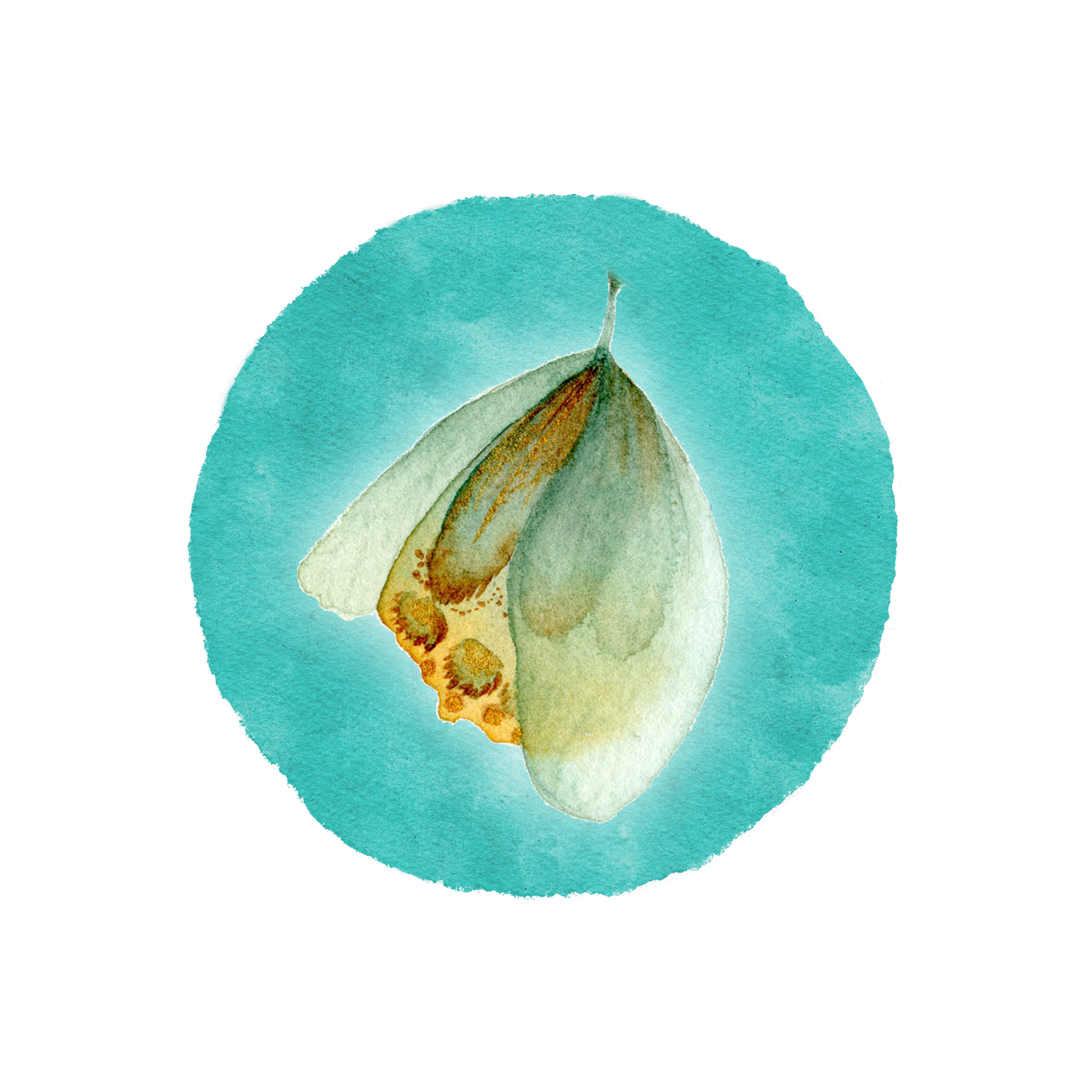 Metamorphose_Schlüpfender_Schmetterling