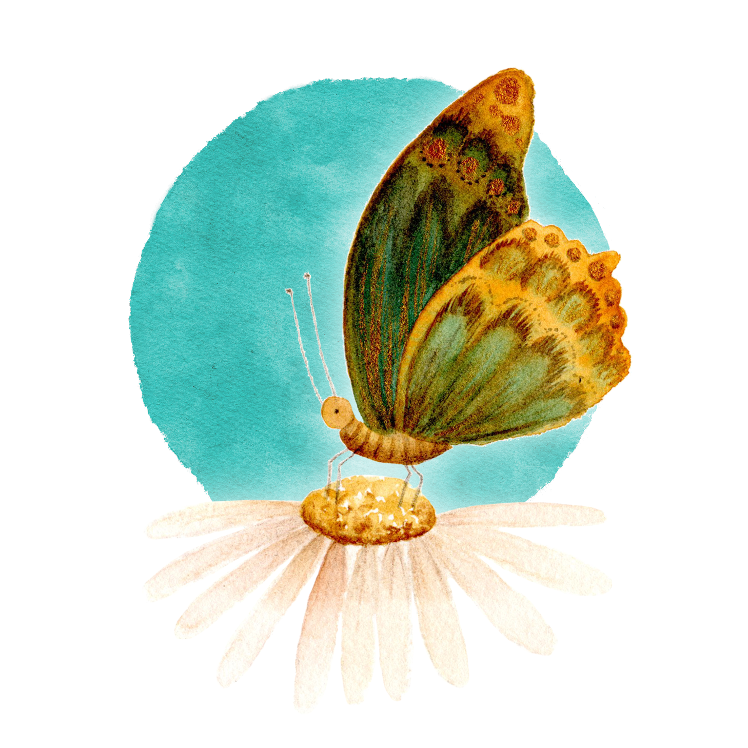 Metamorphose_Schmetterling